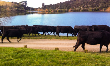 Cardo's Steakhouse and Cocktail Bar uses premium beef from Angus Cattle raised in Hawkes Bay New Zealand 