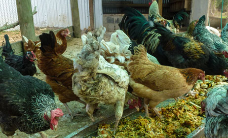 Happy chickens means lots of fresh eggs