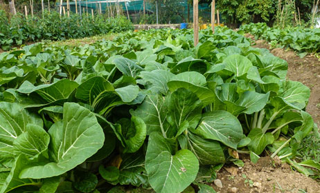 fresh farmed picked vegetables at Cardo's Steakhouse and Cocktail Bar and Bombay Lodge Indian Resturant, Denarau Island