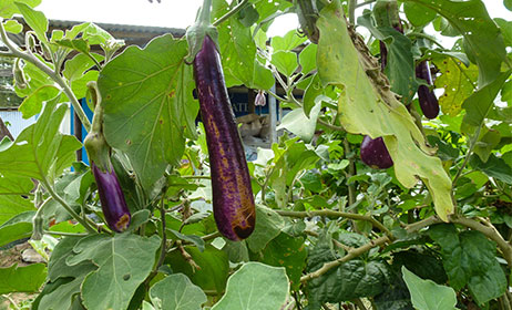 Farmed grown eggplant ready for a curry or stirfry