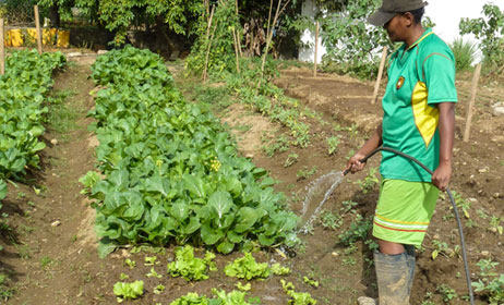 Cardo's Steakhouse and Cocktail Bar and Bombay Lodge has full time farmers to look after the crops and stock grown especially to ensure a fresh supply of vegetables and herbs 