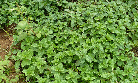 Farm fresh mint ready for a mojito at the Mojito Bar Cardo's Denarau Marina