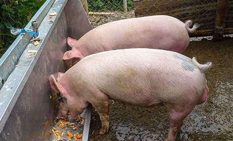 Pigs raised on the farm at Cardo's